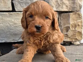 Mini Goldendoodle dogs Jasmin - Ad 6