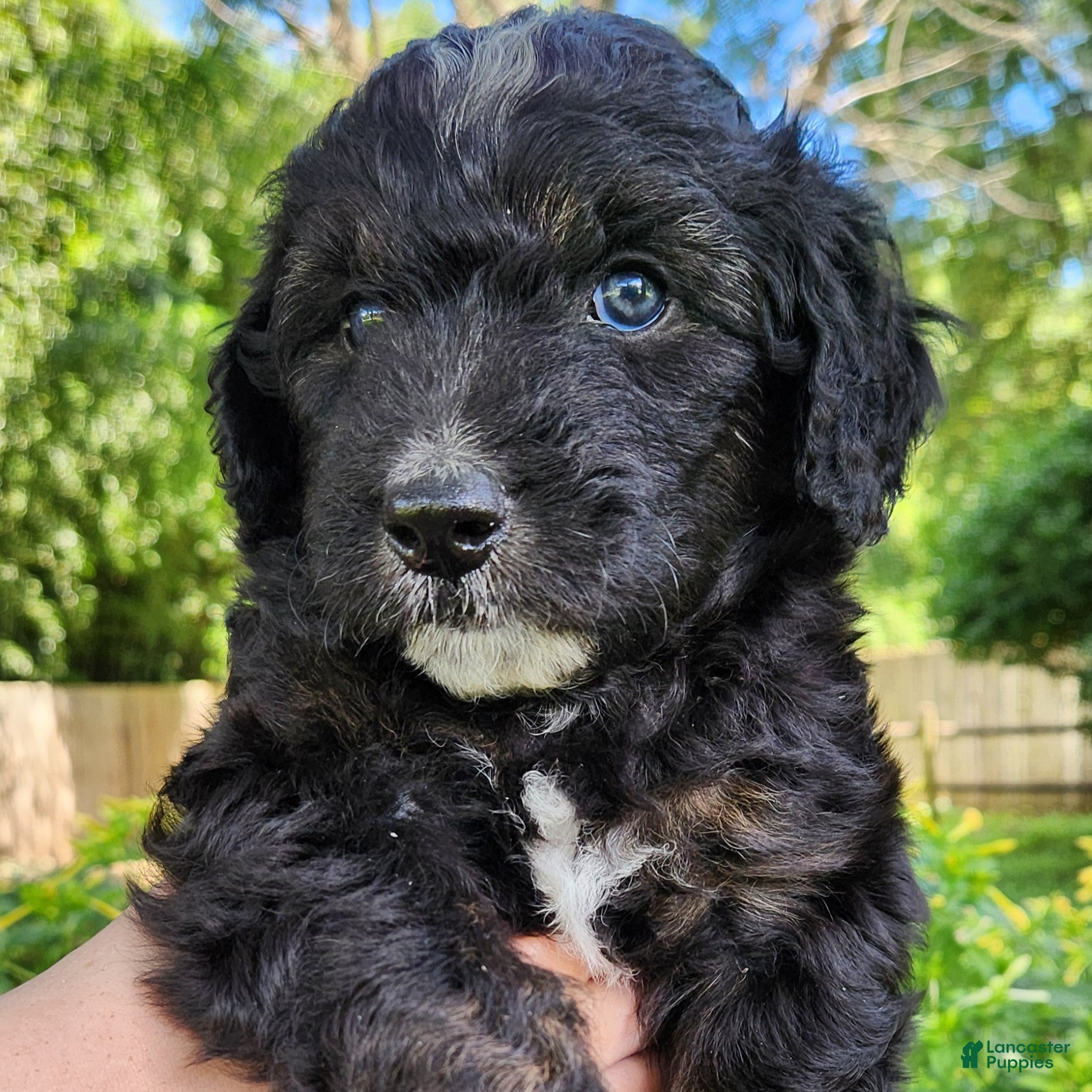 Mini Aussiedoodle dogs Stella - Female - Phantom Tuxedo - Ad 1