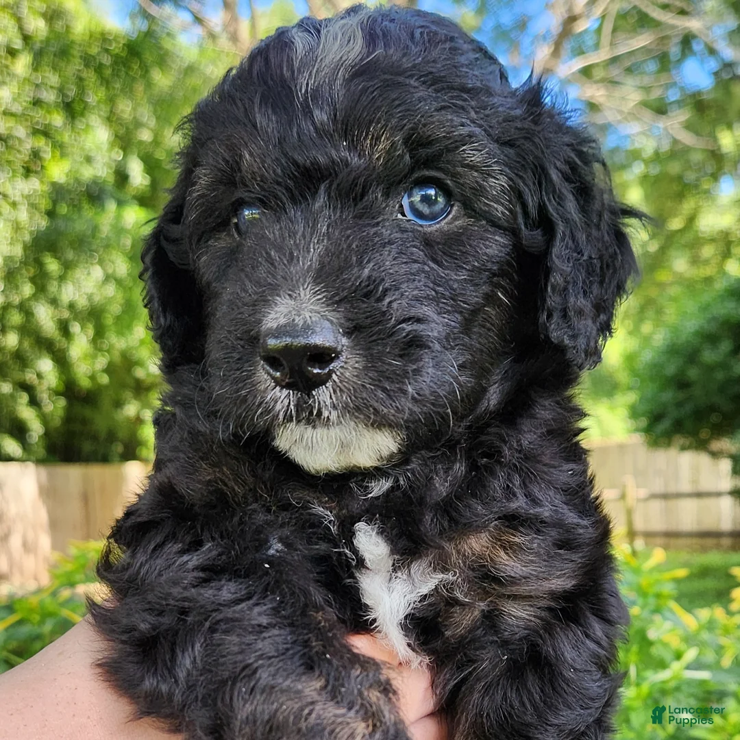 Stella - Female - Phantom Tuxedo Mini Aussiedoodle for sale in