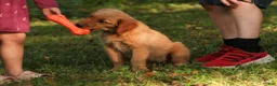 Golden Retriever dogs for sale: Amy Golden Retriever  - Ad 6