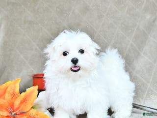 Maltese dogs Rudolph EXTRA SMALL - Ad 35
