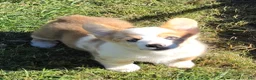 Welsh Corgi Pembroke dogs for sale: Beautiful Bentley  - Ad 10