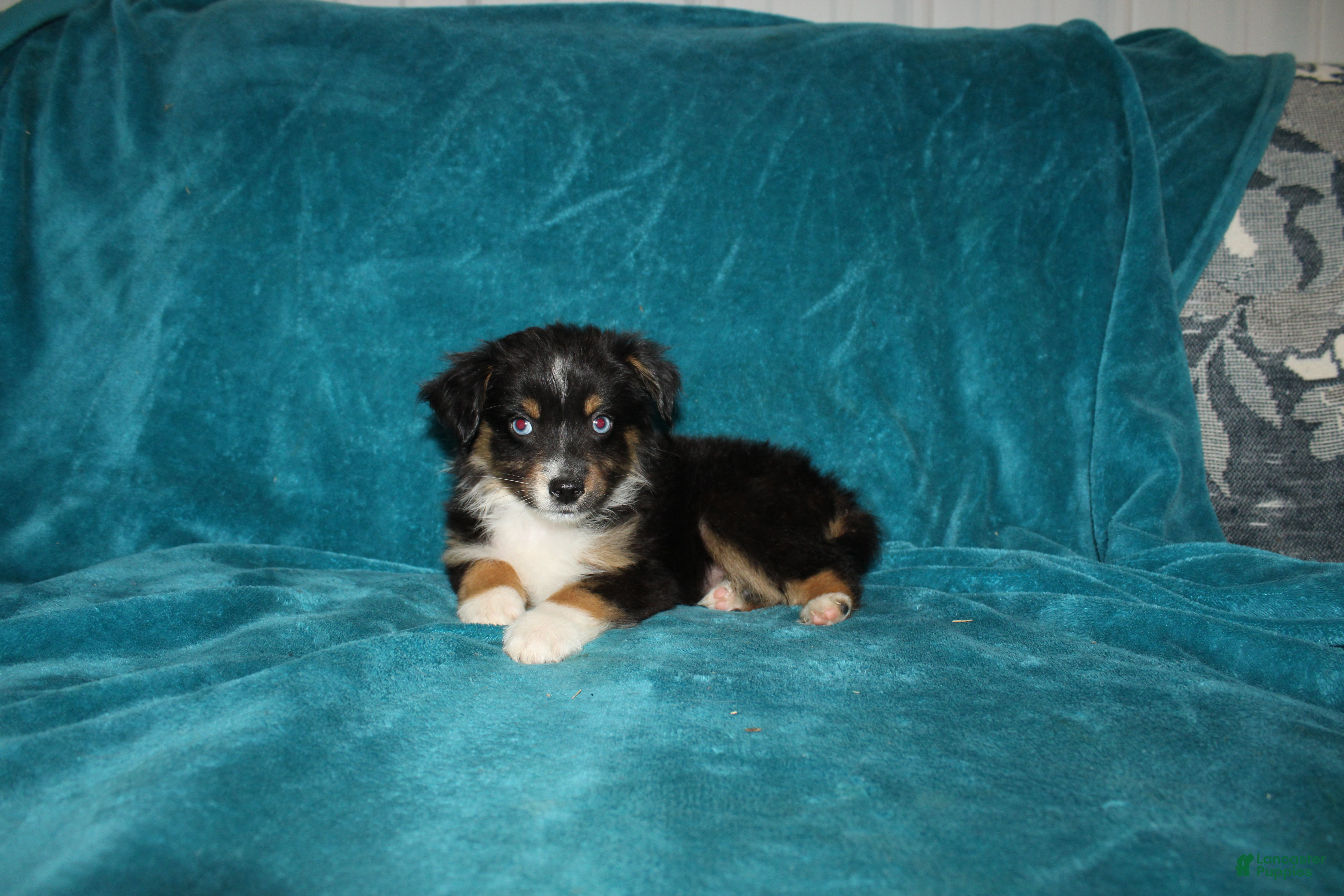 Miniature Australian Shepherd dogs for sale: Shadow - Ad 3