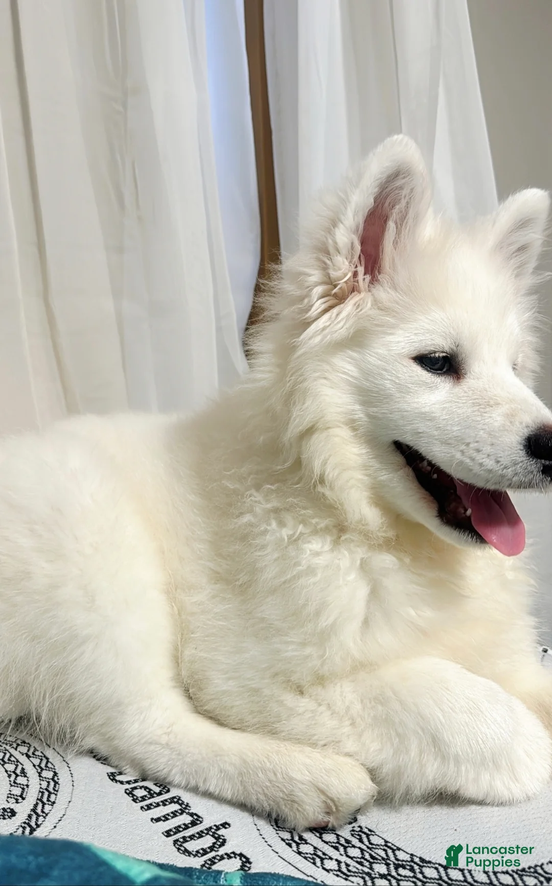 Samoyed dogs for sale: Lavie - Ad 2
