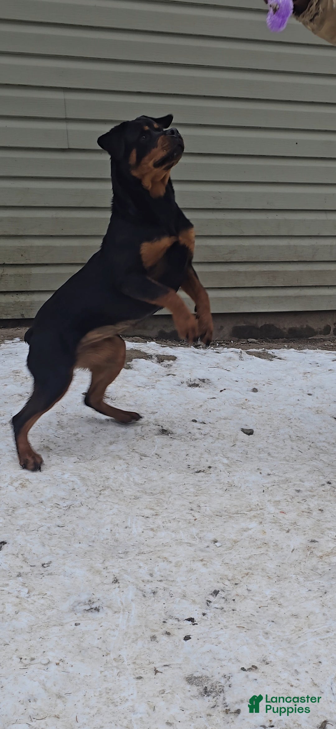 Rottweiler dogs for sale: Princess XXL Doneyuno  - Ad 2