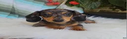 Miniature Dachshund dogs for sale: Trigger  - Ad 10