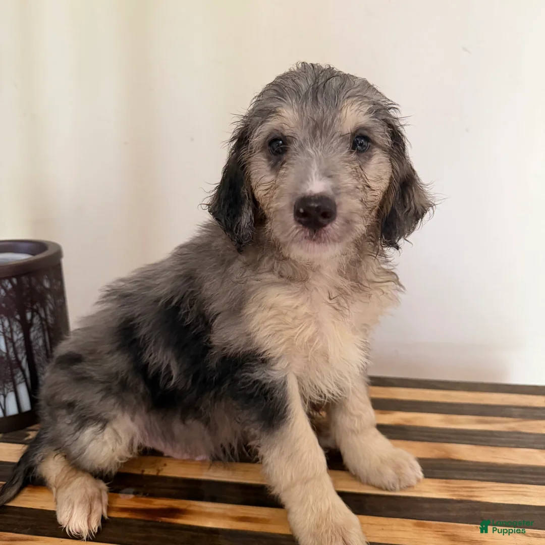 Mini Goldendoodle dogs for sale: Teddy - Ad 2