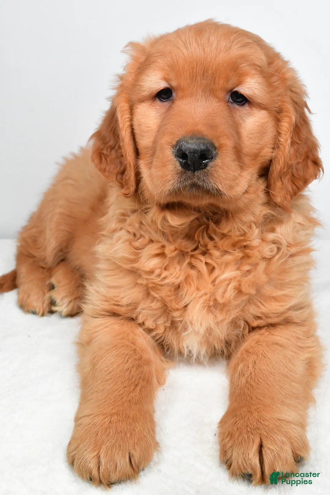 Golden Retriever dogs for sale: Archie - Ad 8