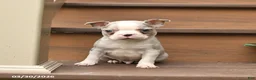 Boston Terrier dogs for sale: Tango - Ad 4