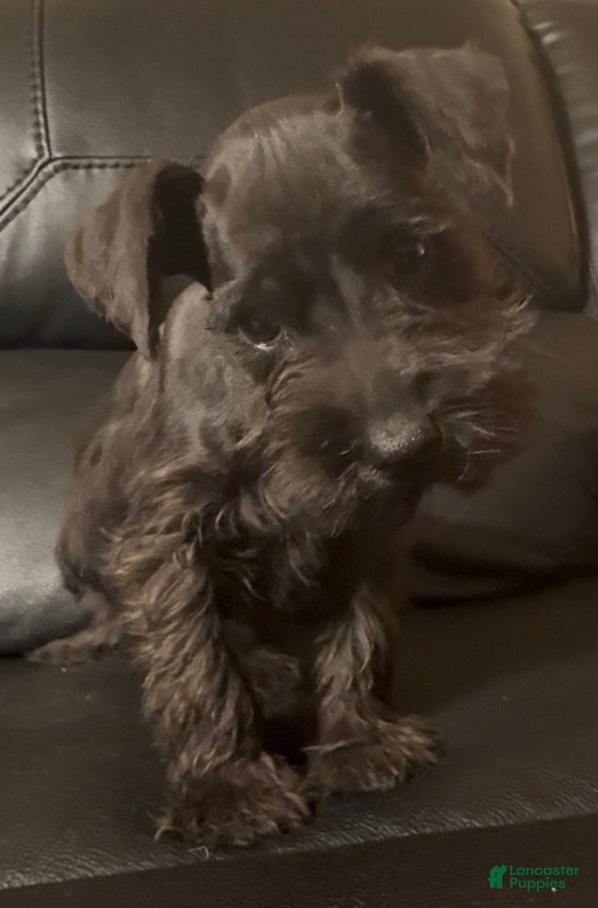 Miniature Schnauzer (Miniature Schnauzer, Male) in West Liberty, OH