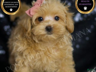 Maltipoo dogs - Ad 15