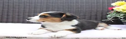 Mixed Breed dogs for sale: Caeser - Ad 3