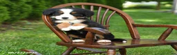 Bernese Mountain Dog dogs for sale: Lola - Ad 3