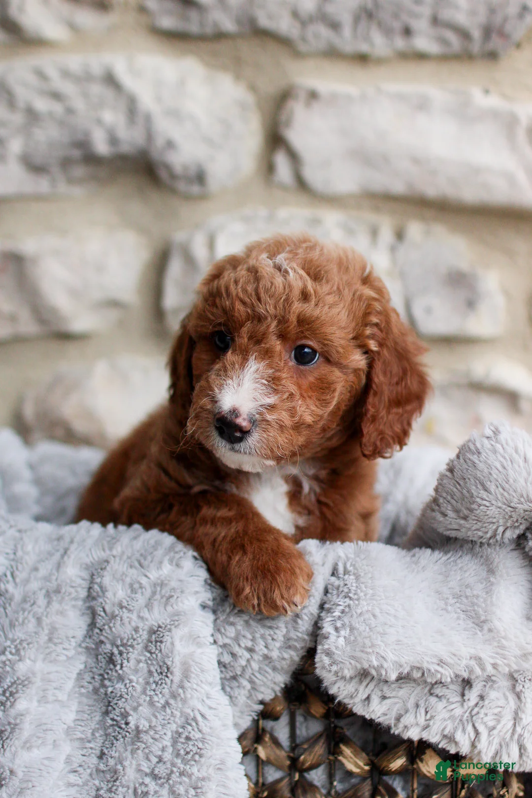 Mini Bernedoodle dogs for sale: Benji  - Ad 2