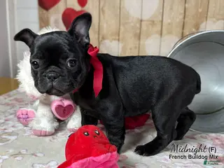 Mixed Breed dogs for sale: Midnight - Ad 3