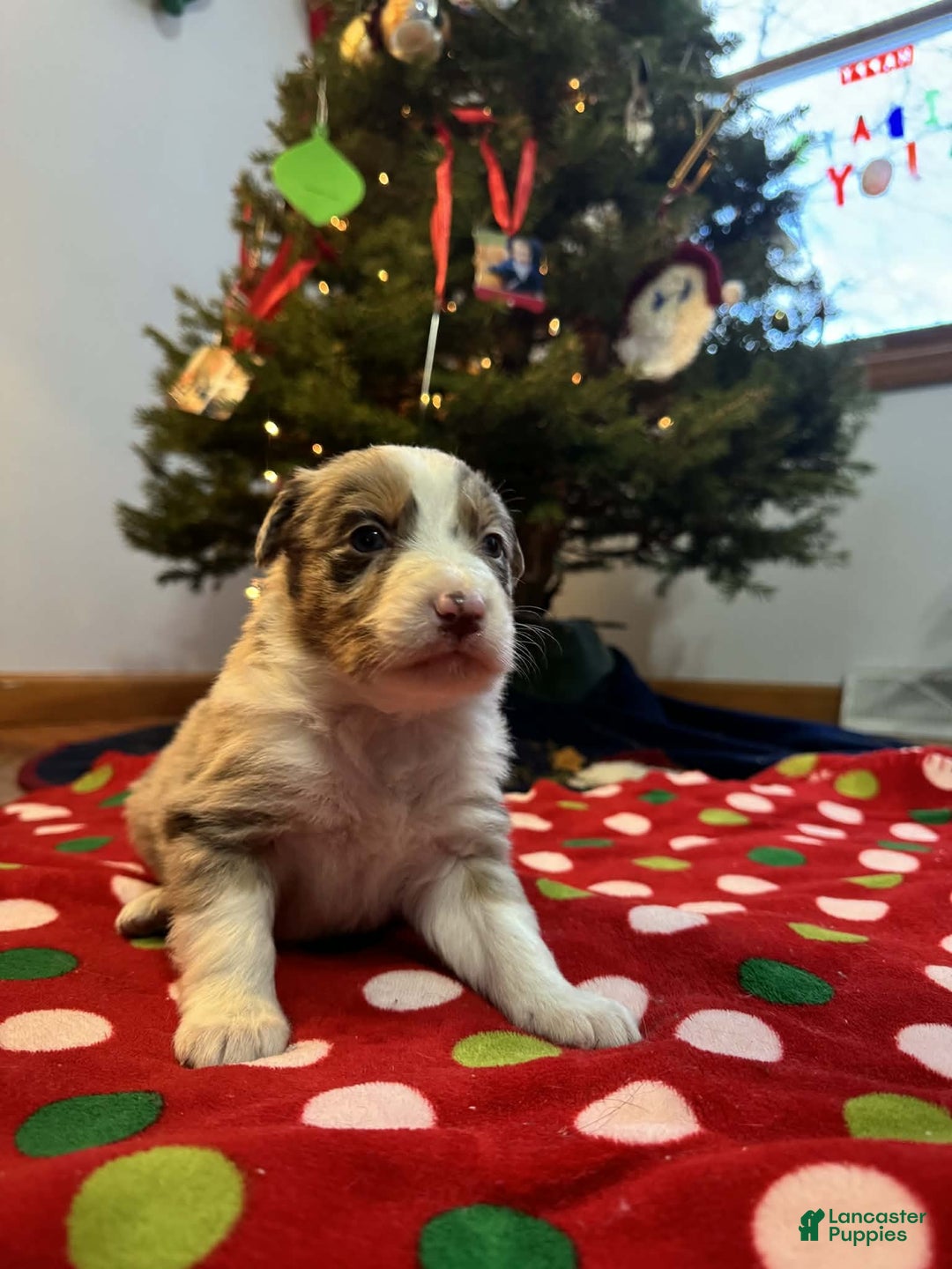 Australian Shepherd dogs for sale: Yukon - Ad 9
