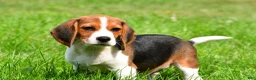 Beagle dogs for sale: Milo - Ad 4
