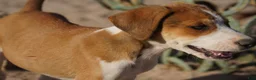 Mixed Breed dogs for sale: Doberdane Tan/Wht M - Ad 6