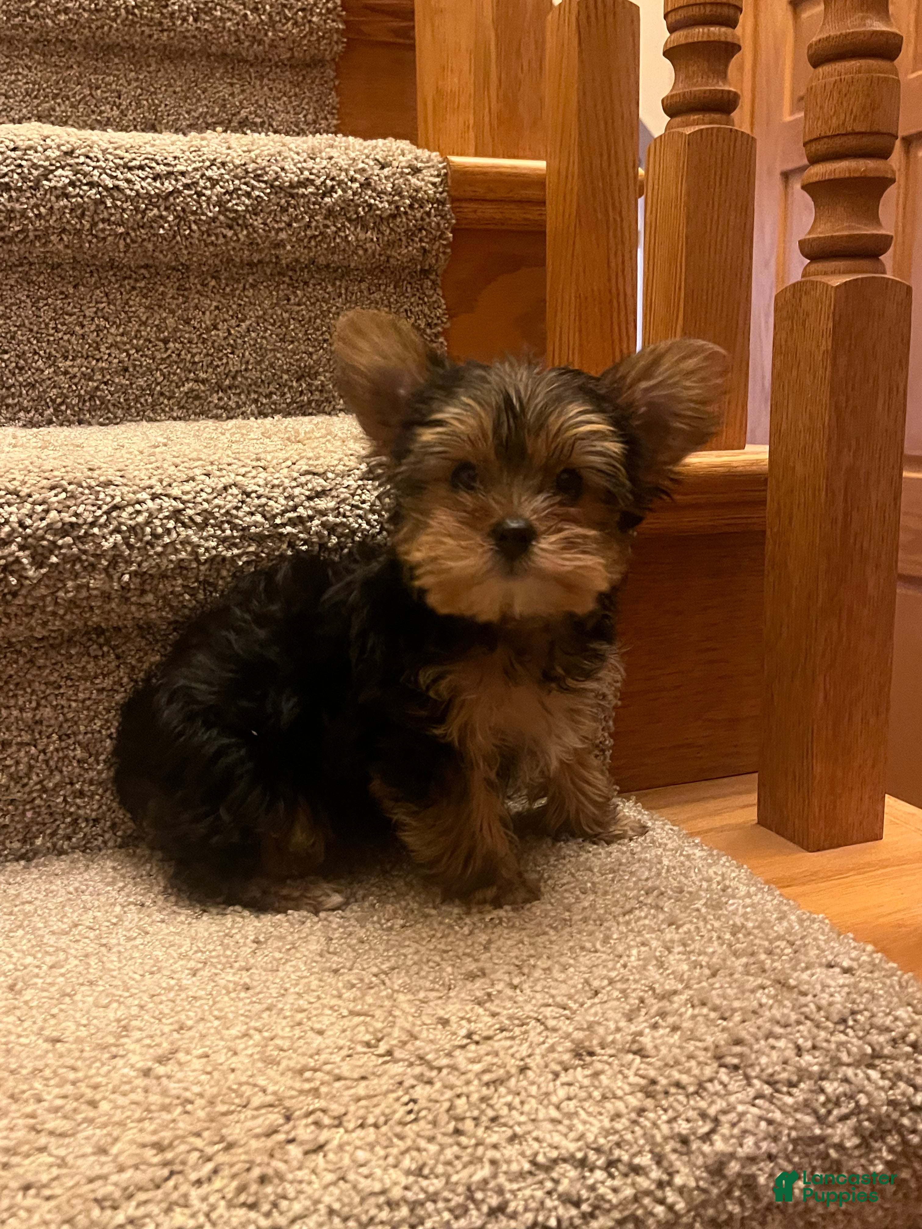 Yorkshire Terrier dogs Yorkshire Terrier Puppy 2 - Ad 38