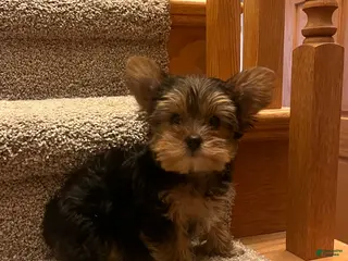 Yorkshire Terrier dogs Yorkshire Terrier Puppy 2 - Ad 38