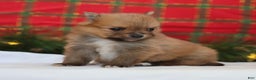 Pomeranian dogs for sale: Happy - Ad 5