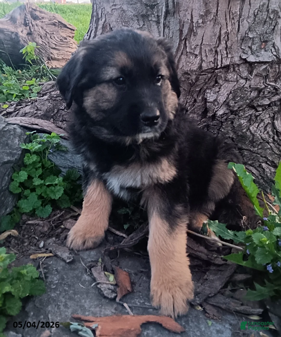 Mixed Breed dogs for sale: Becky - Ad 2