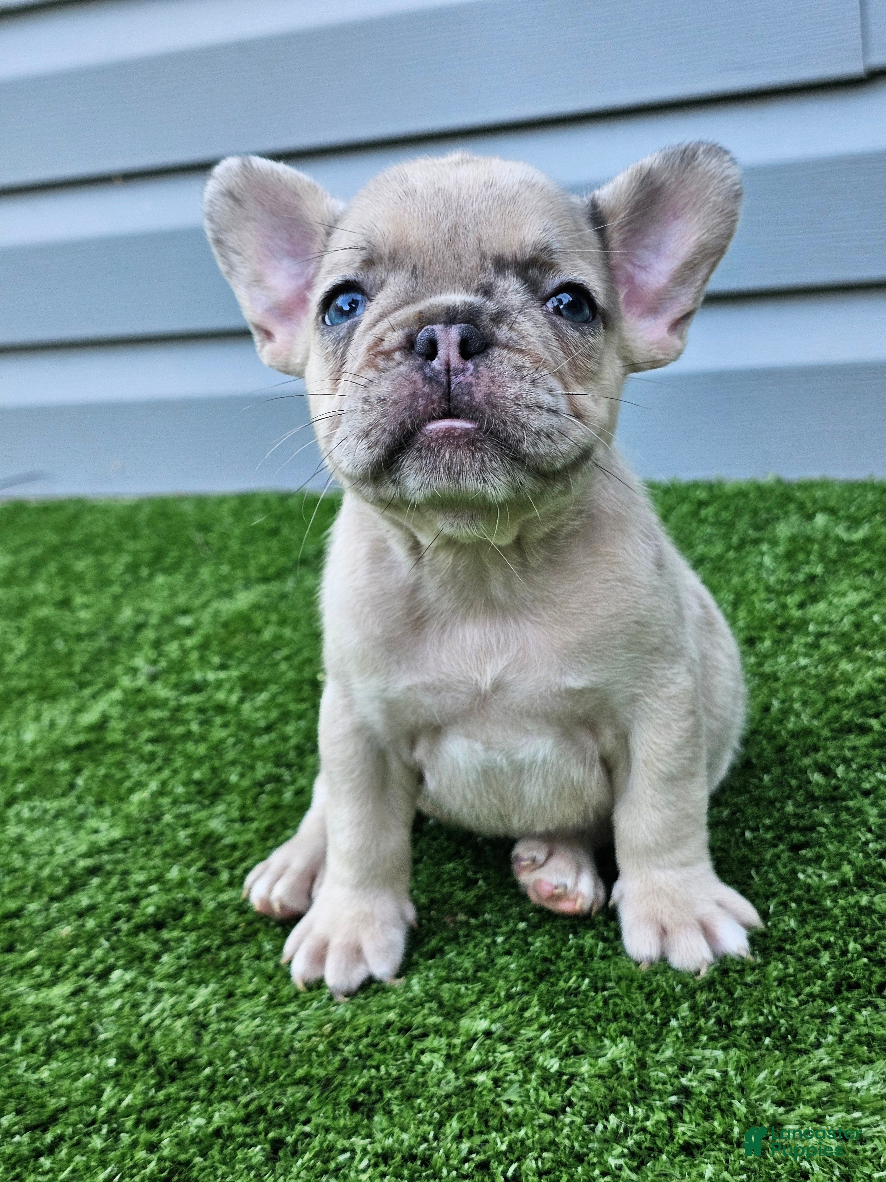 French Bulldog dogs Marigold - Ad 1