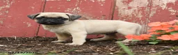 Pug dogs for sale: Koda - Ad 4