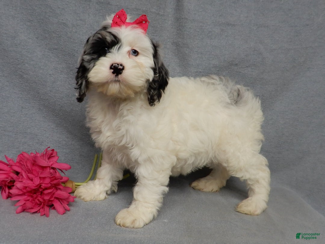 Cockapoo dogs for sale: Izzy - Ad 2