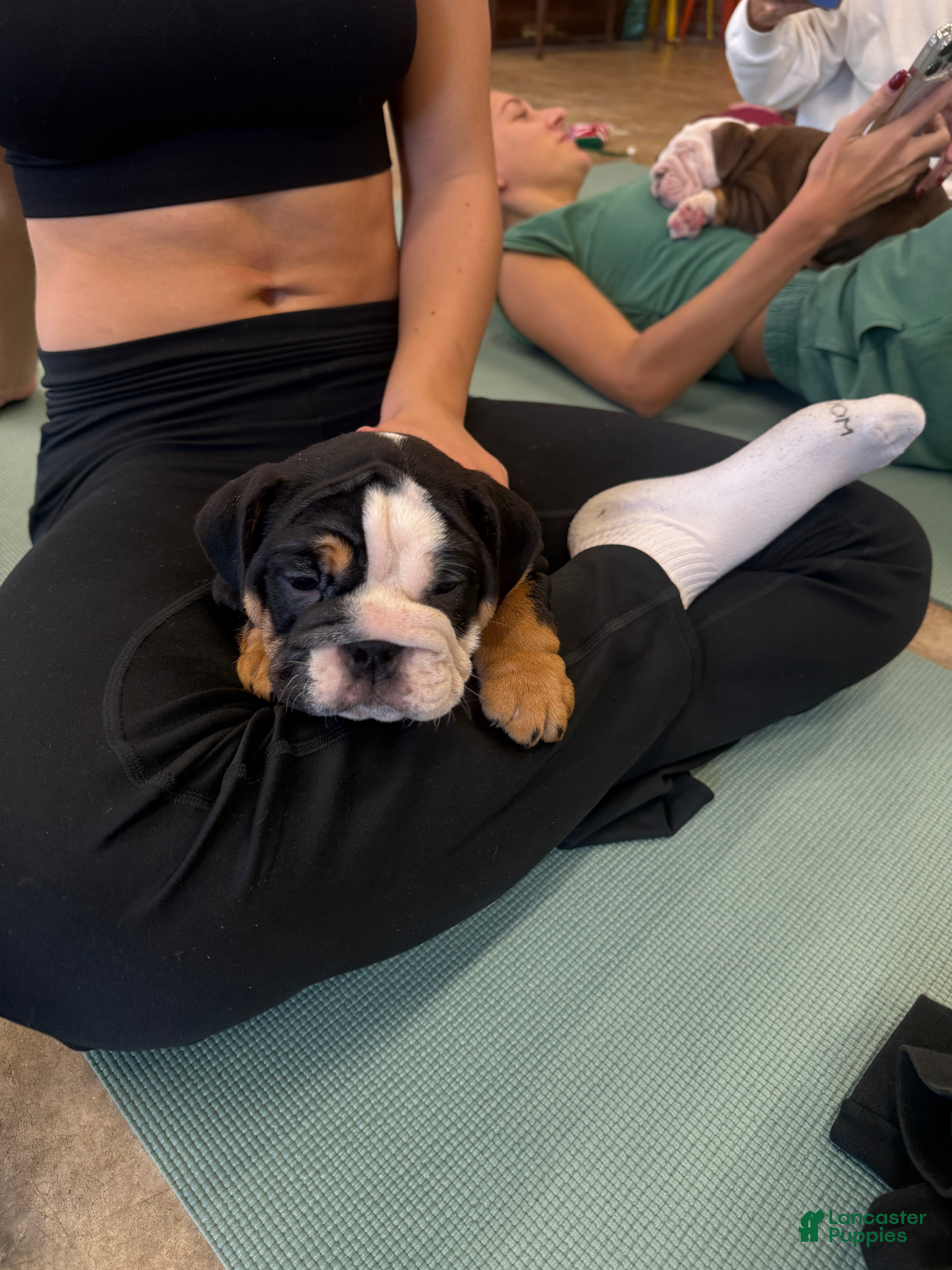 English Bulldog dogs English Bulldog Puppy 1 - Ad 22