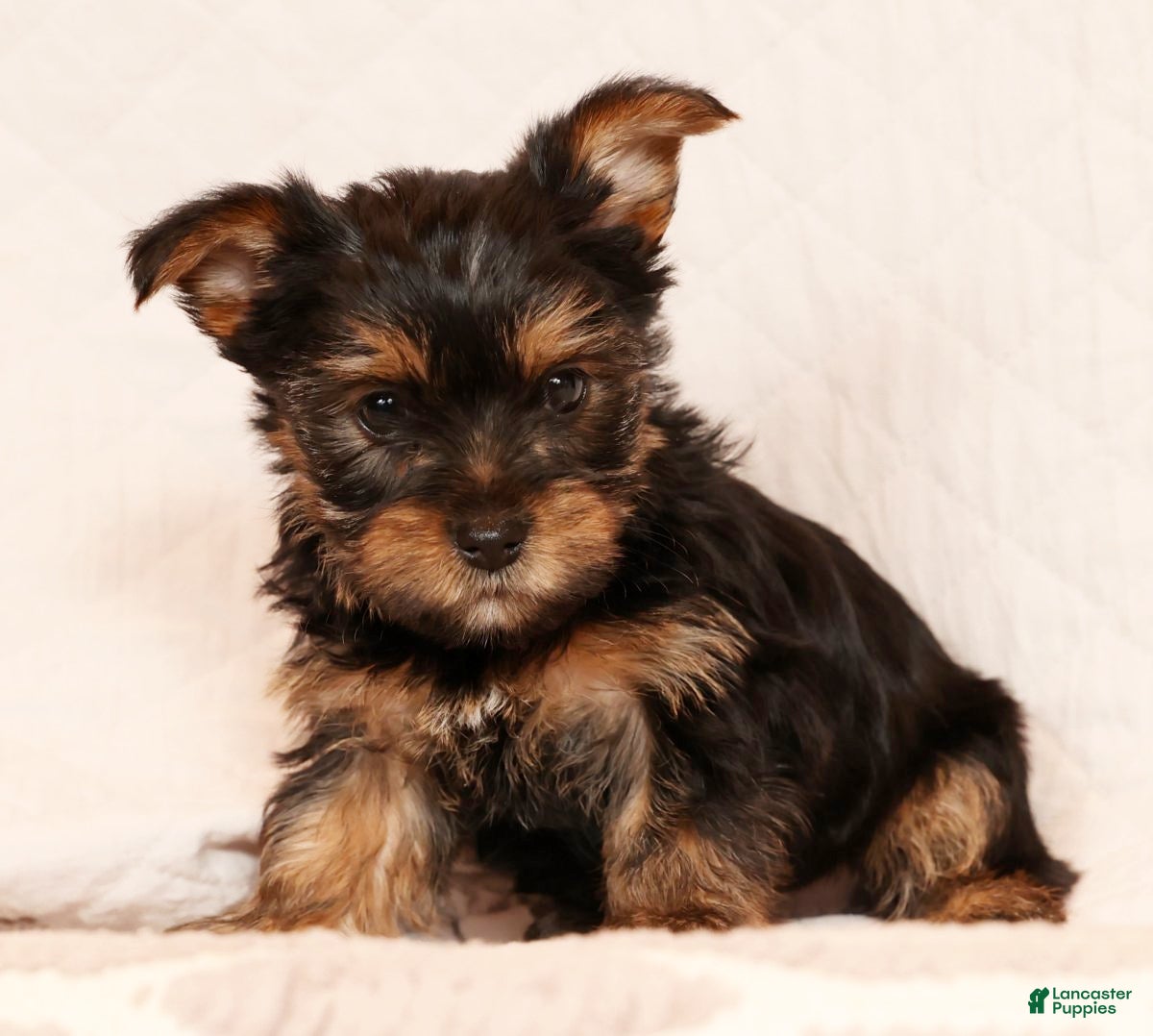 Yorkshire Terrier dogs Cocoa - Ad 2