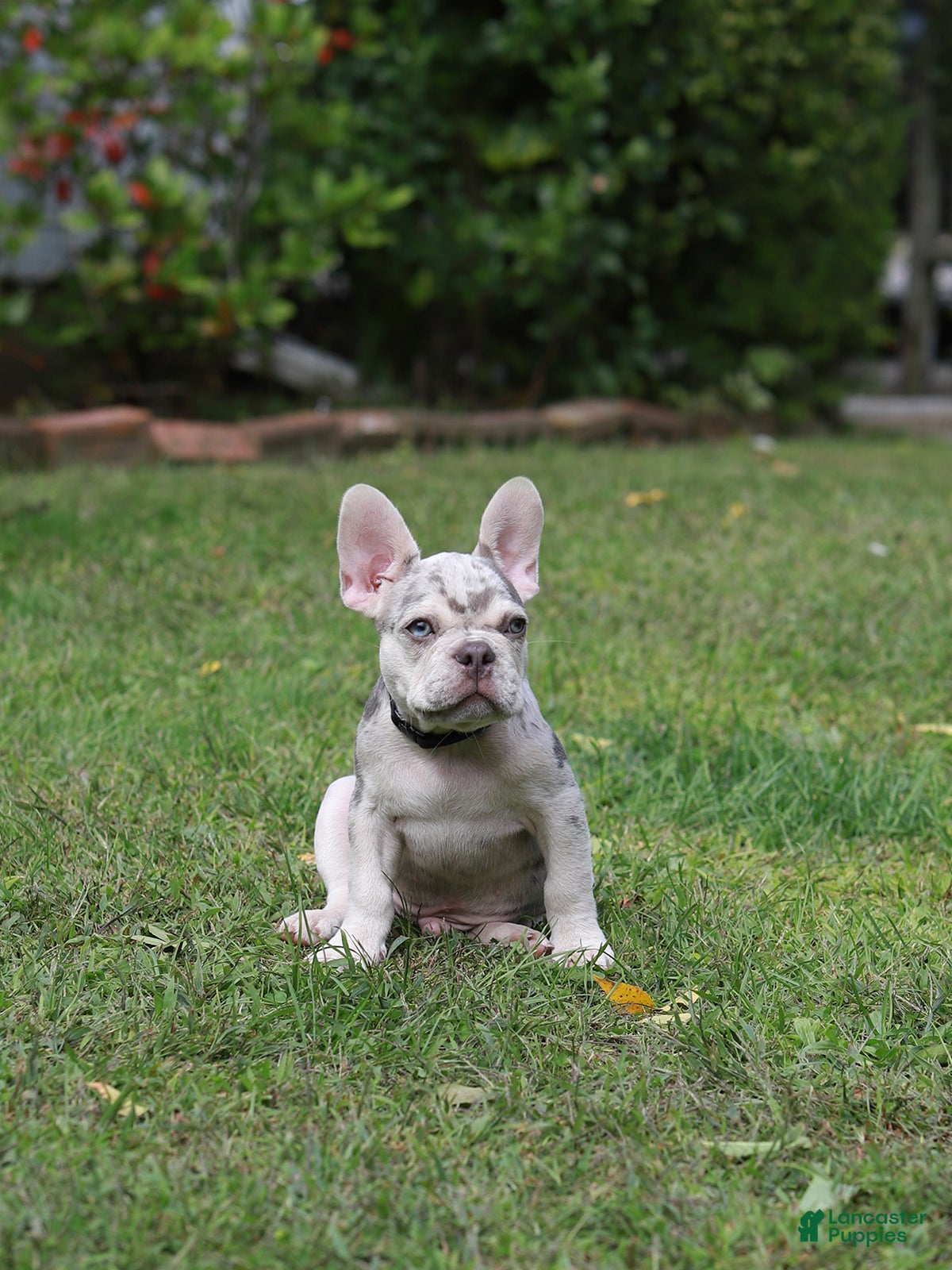 French Bulldog dogs Lux - Ad 1