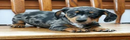 Miniature Dachshund dogs for sale: Snickers - Ad 8