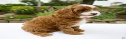 Cavapoo dogs for sale: Ginger - Ad 4
