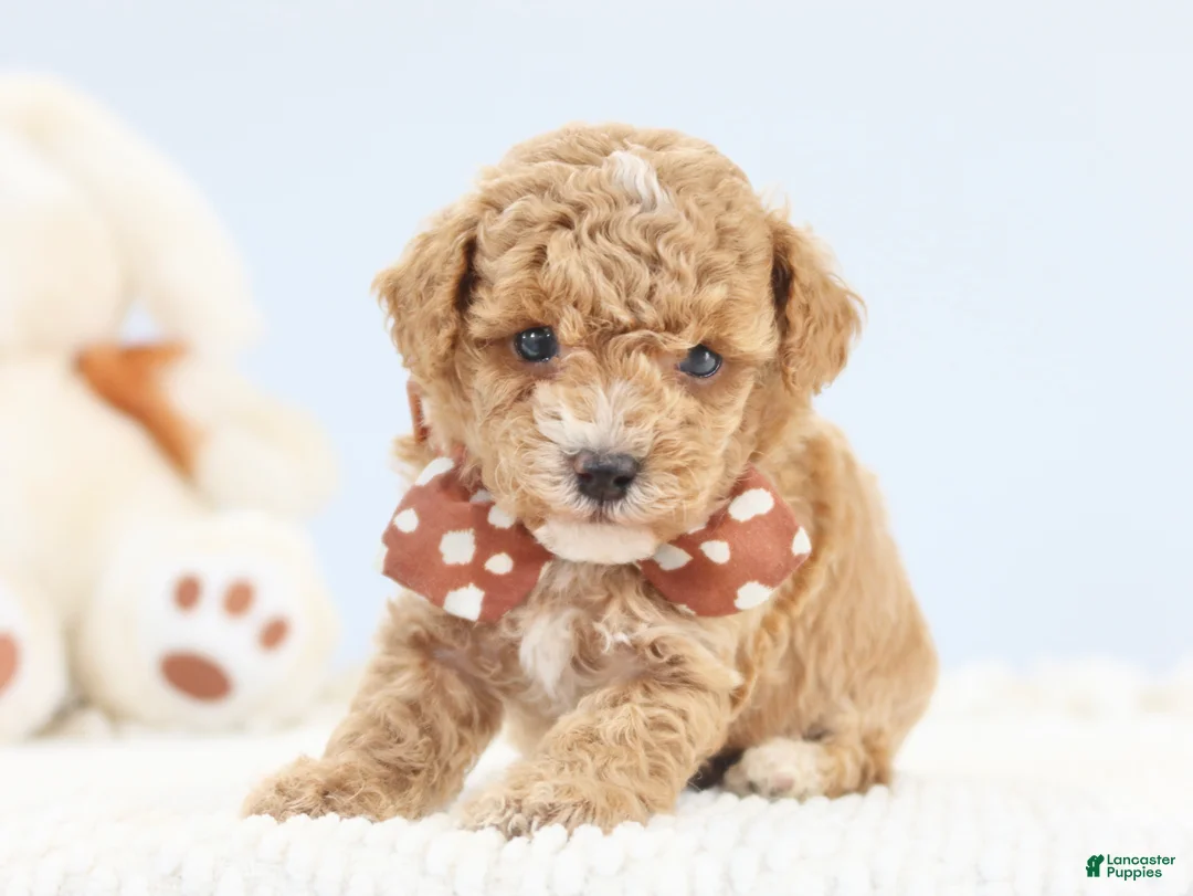 Toy Poodle dogs for sale: Alex  - Ad 2