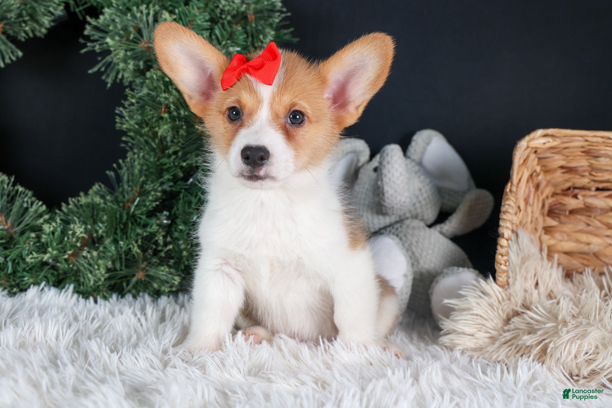 Welsh Corgi Pembroke dogs Irwin - Ad 3