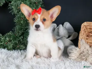 Welsh Corgi Pembroke dogs Irwin - Ad 12