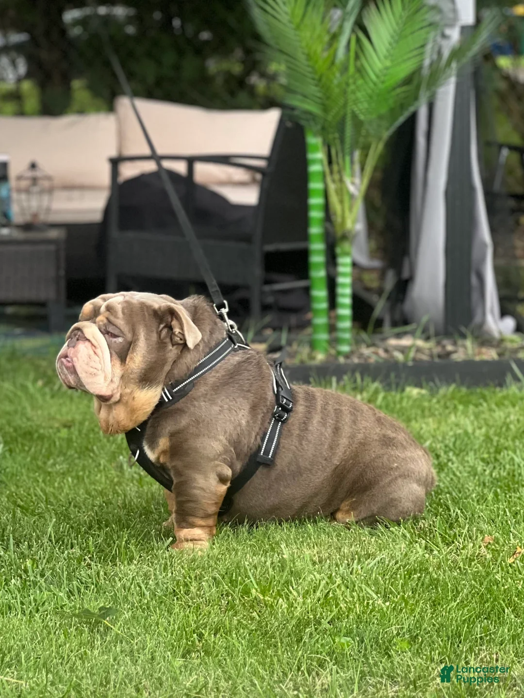 English Bulldog dogs for stud: Rocco  - Ad 3