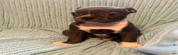 Boston Terrier dogs for sale: Jeremy - Ad 1
