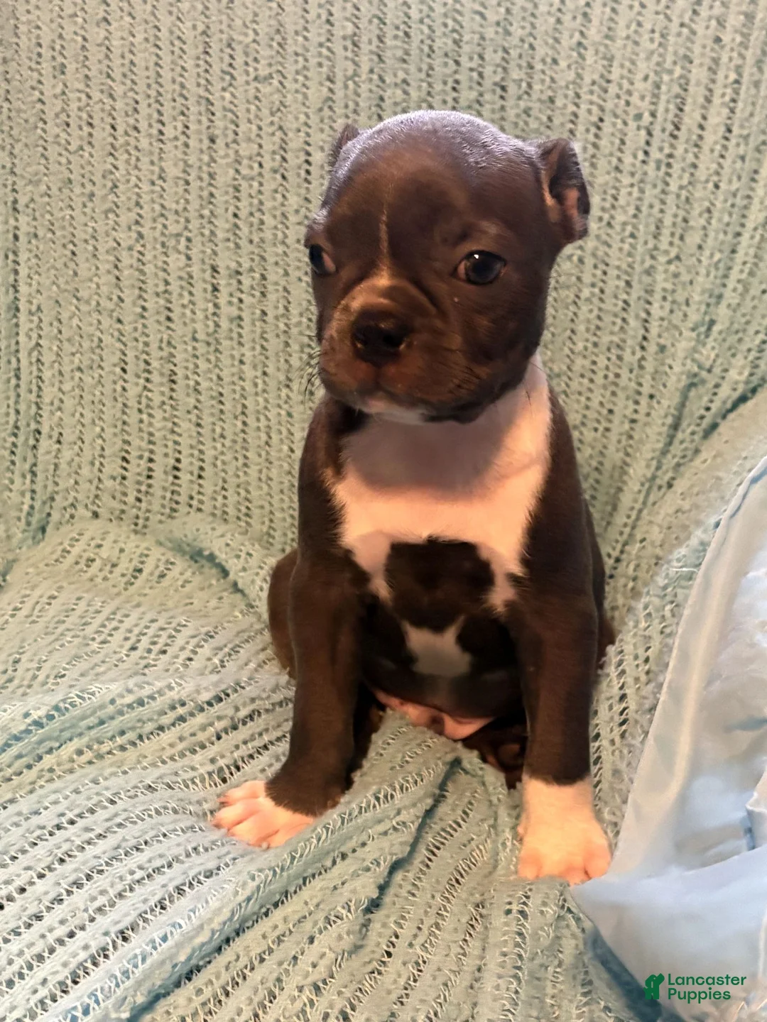 Boston Terrier dogs for sale: Jeremy - Ad 1