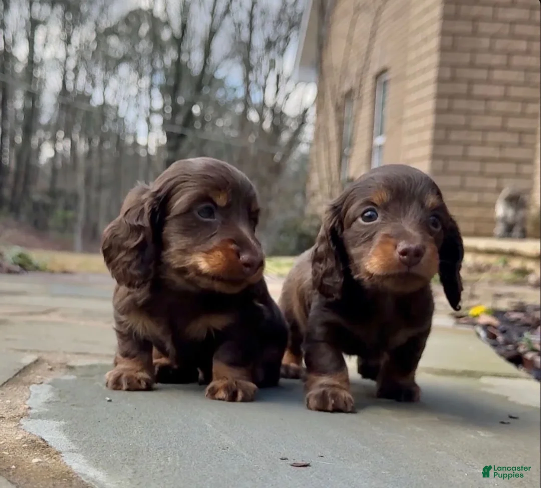 Miniature Dachshund dogs for sale: Hazel - Ad 12