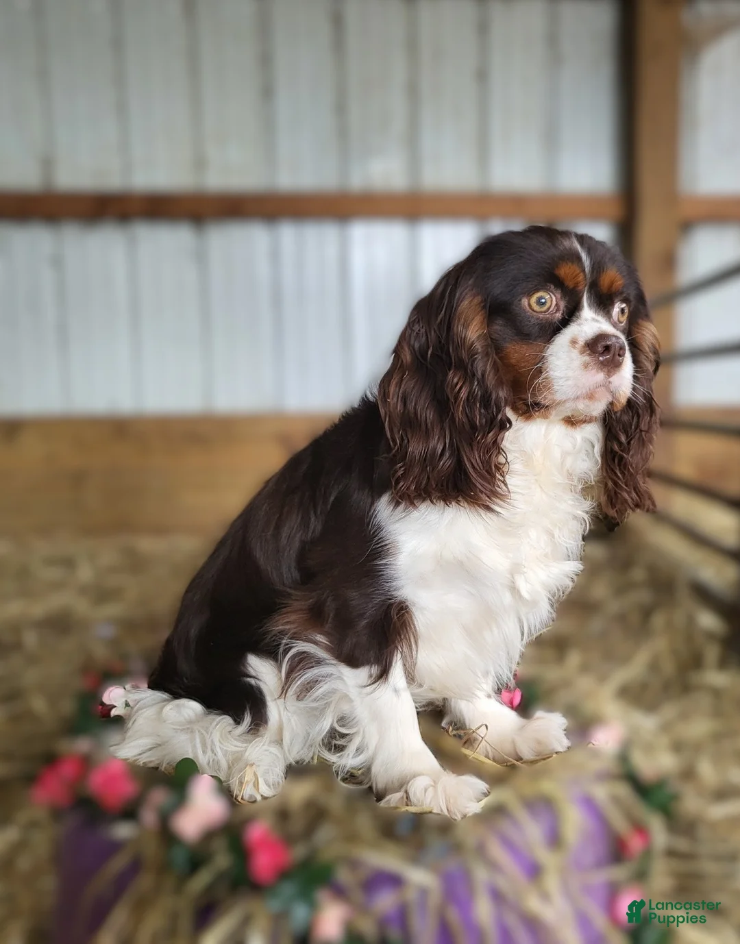 King Charles Spaniel dogs for sale: King Charles Spaniel Puppy 1 Scottie - Ad 4