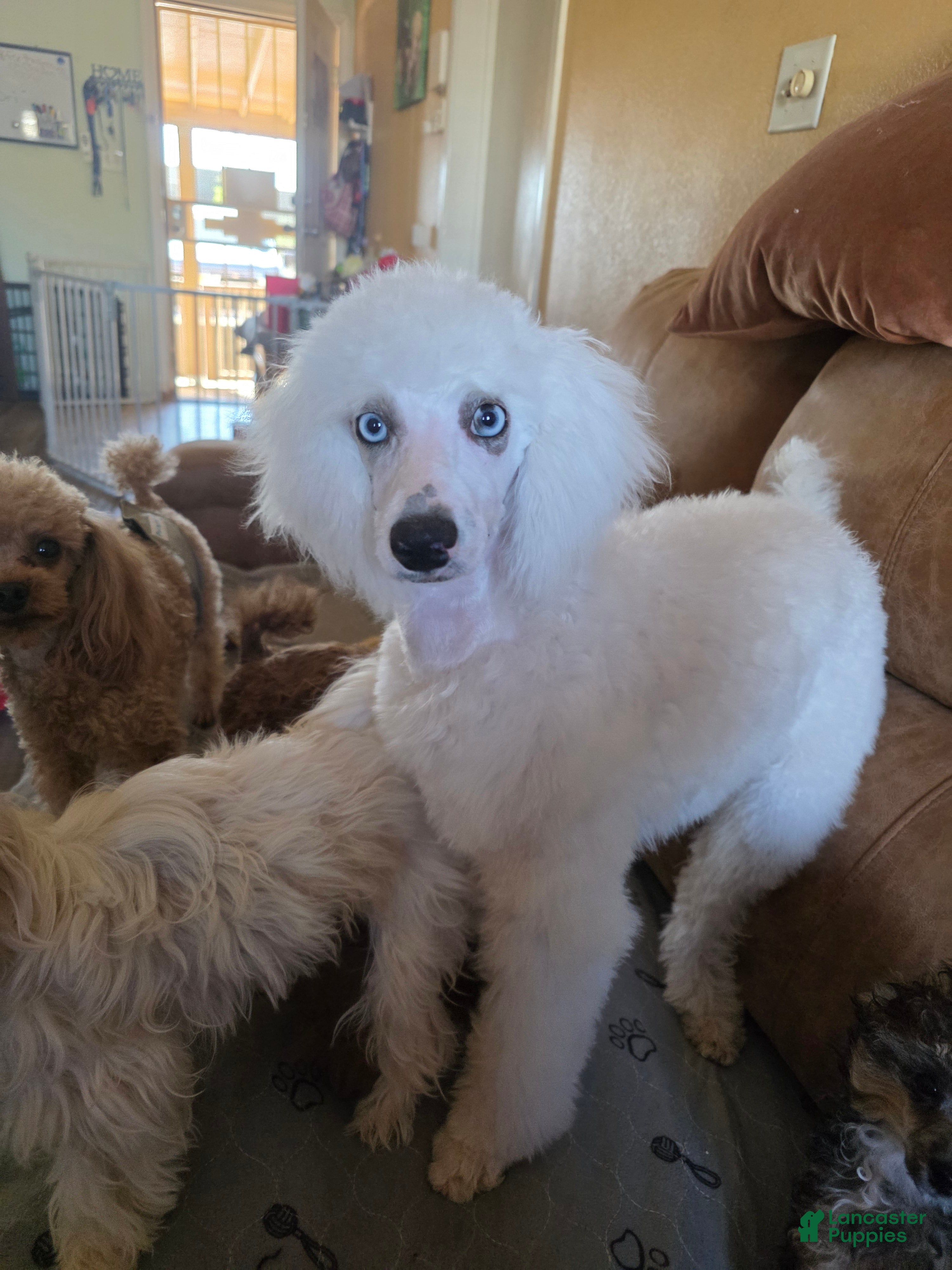 Miniature Poodle dogs Miniature Poodle Puppy 1 - Ad 5