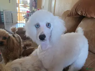 Miniature Poodle dogs Miniature Poodle Puppy 1 - Ad 5