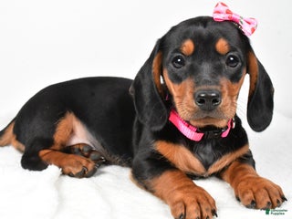 Miniature Dachshund dogs - Ad 11
