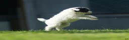 Miniature Poodle dogs for sale: Sparky Miniature Poodle  - Ad 10
