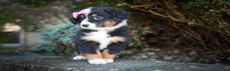 Mini Aussiedoodle dogs for sale: Layla🎀 - Ad 3