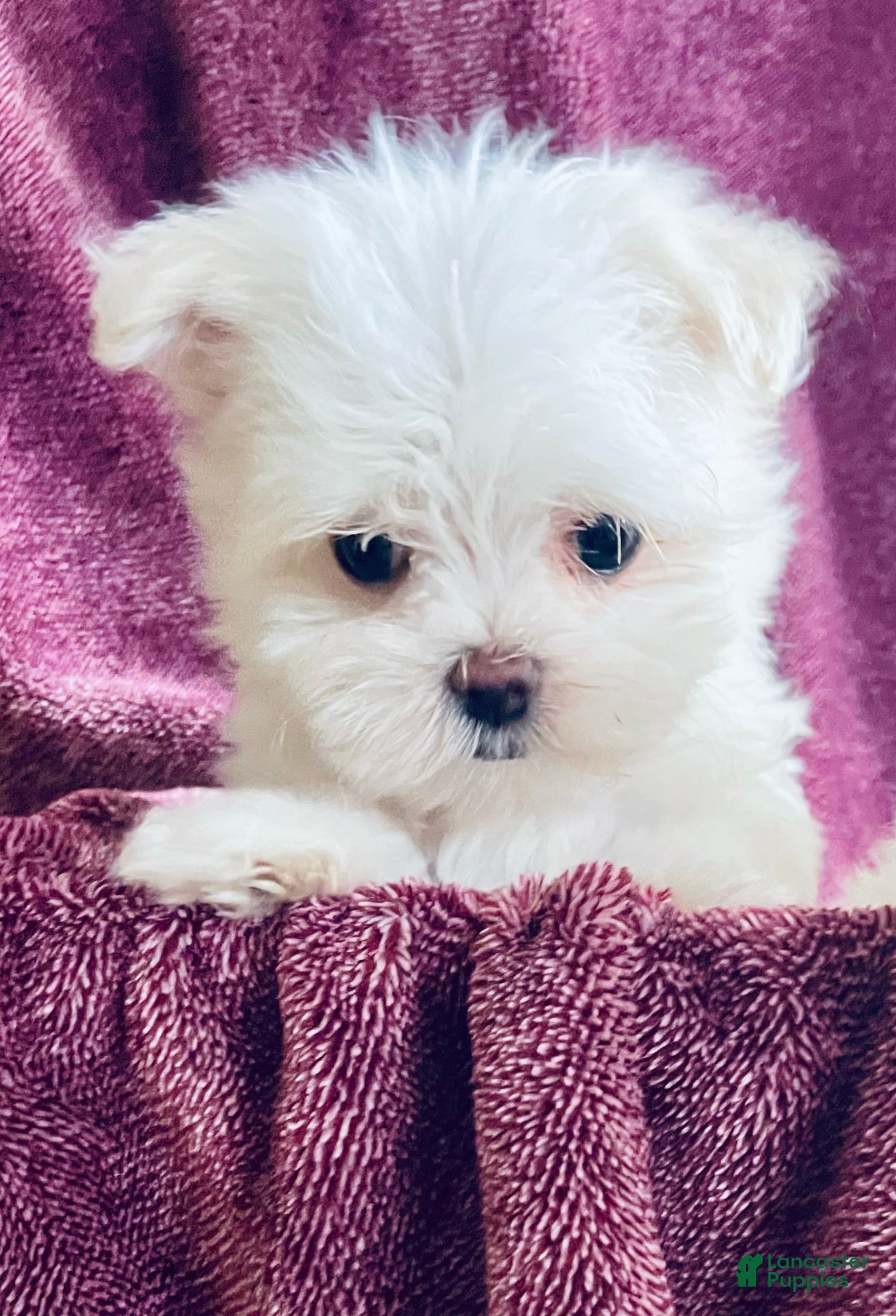 Maltese dogs Tiny Tammy - Ad 1