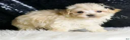 Maltipoo dogs for sale: Butters - Ad 3