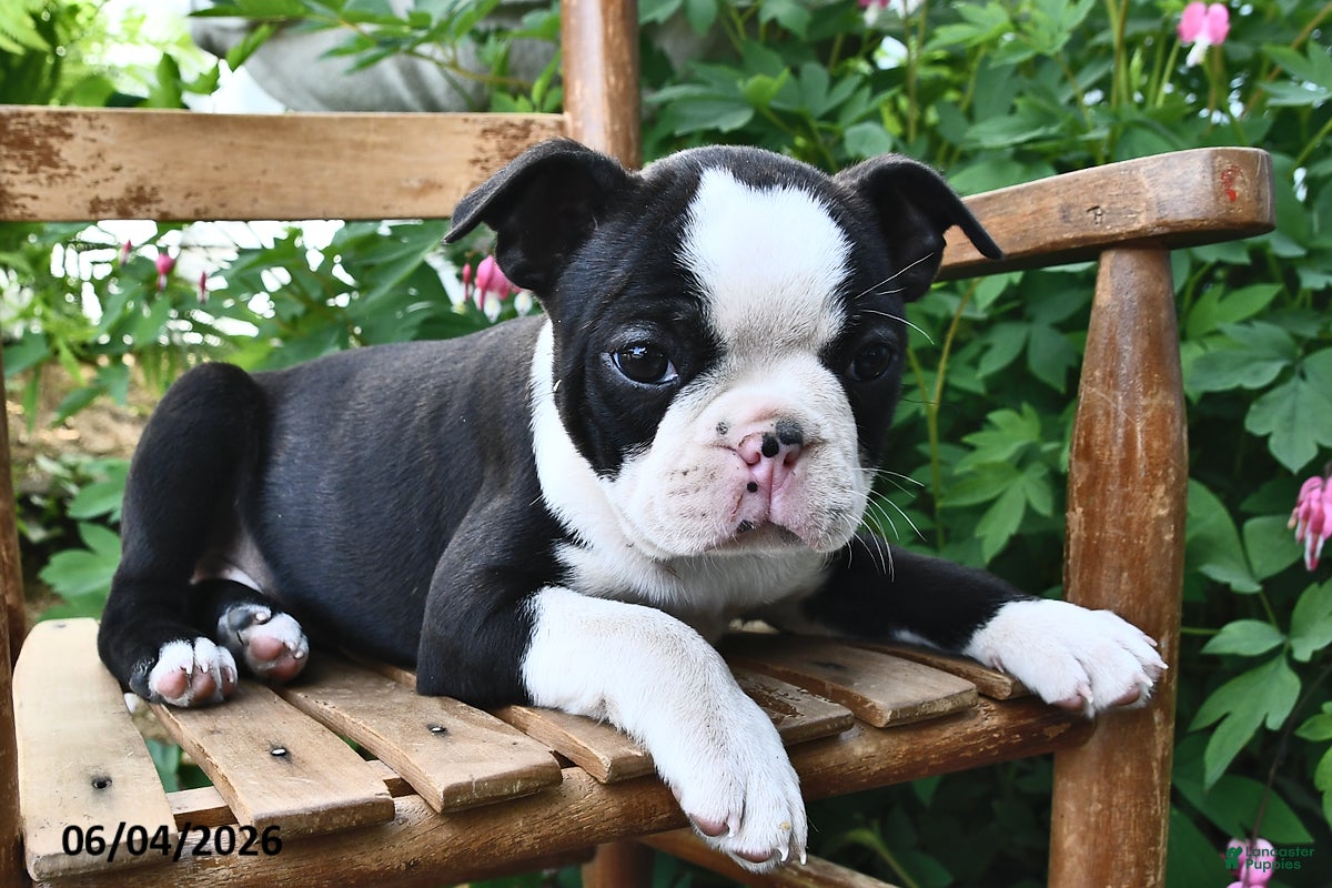Boston Terrier dogs for sale: Lacey - Ad 3